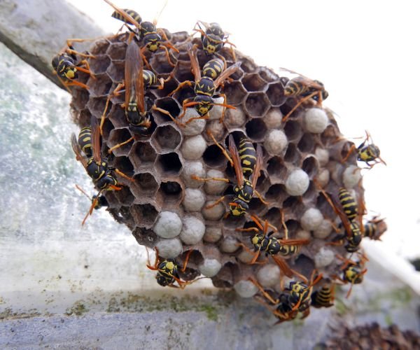 Wespennest mit Wespen – Wespen & Hornissen entfernen